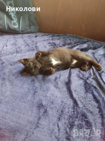 Подарявам черно коте- гр. Лясковец, снимка 2 - Други - 54986430