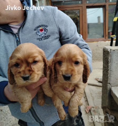 Кокер Шпаньол 