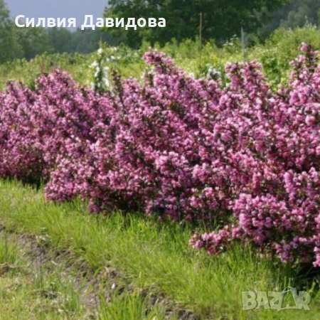 Вайгела /розов, бял, червен, снимка 15 - Градински цветя и растения - 52501247
