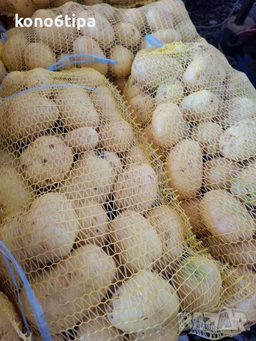картофи сорт Агата, снимка 3 - Домашни продукти - 55327690