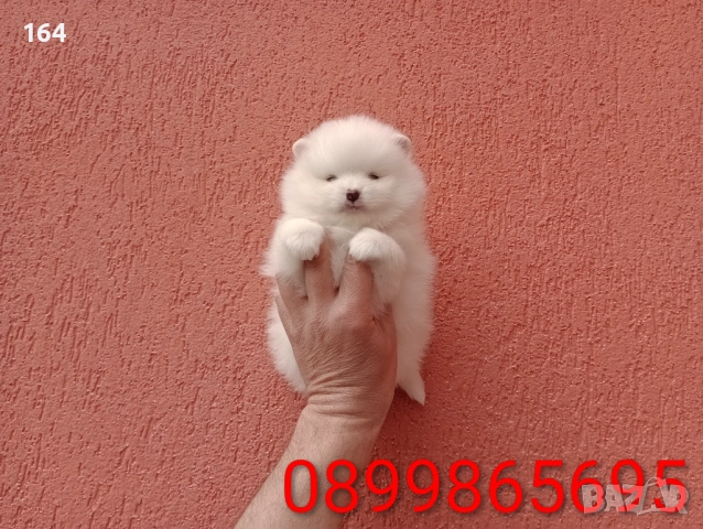 Померани. Реални снимки от 29.03.26 г., снимка 4 - Померан - 54010634