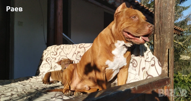 Американски питбул териер ,,Ред ноус''(American pitbull terrier Red nose), снимка 5 - Питбул - 54653295