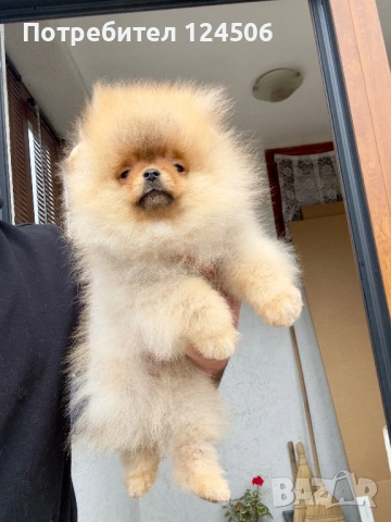 Померан мини померанче, снимка 2 - Померан - 53971742