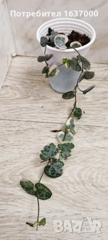 Церопегия Woody variegata 
