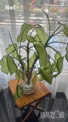 Цветя различни видове 2.50€-10€, снимка 5 - Стайни растения - 54181625