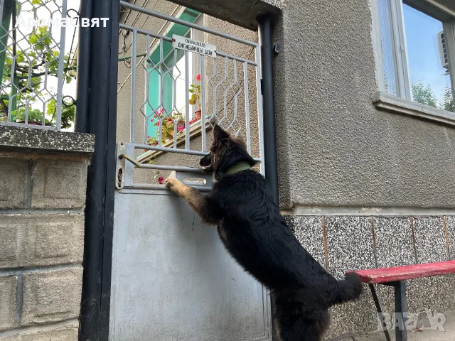 Немска овчарка мъжки, снимка 16 - Немска овчарка - 55562507