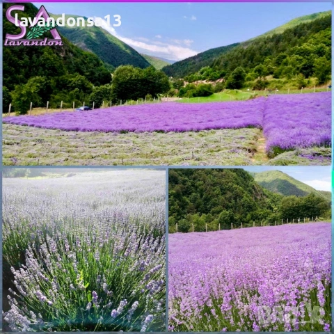  Мурсалски Чай – Разсад на Гол Корен | Планинска Билка, снимка 15 - Градински цветя и растения - 47333197