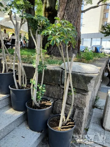 Продавам Шефлера / Schefflera 10 годишна, 170 см. височина, 10 броя, снимка 9 - Стайни растения - 40894462