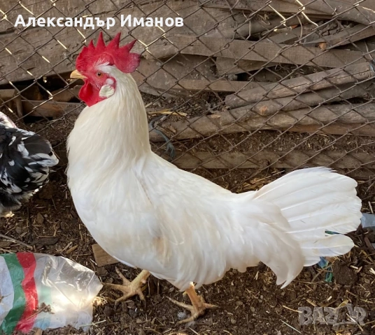 Петли