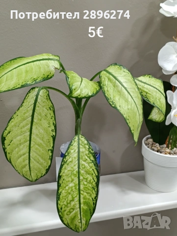  Дифенбахия, Сентполия, Алое вера, снимка 15 - Стайни растения - 46264327