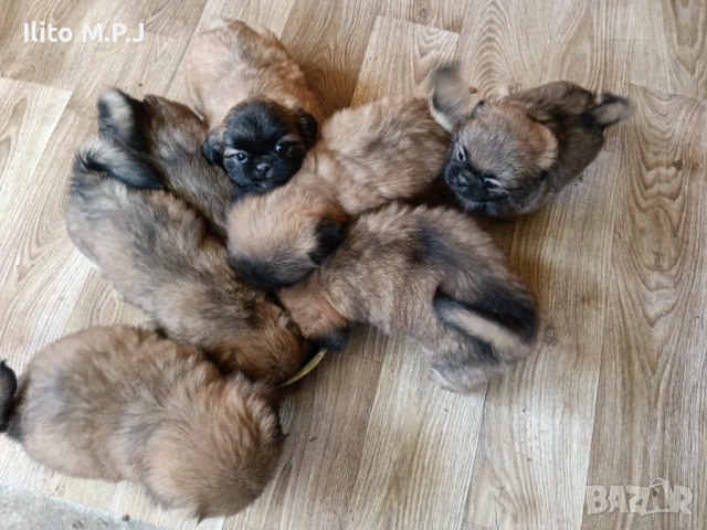 Продавам пекинези , снимка 5 - Пекинез - 54575525