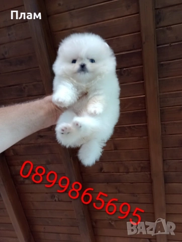 Мини Померани. Реални снимки !!! , снимка 10 - Померан - 55109937