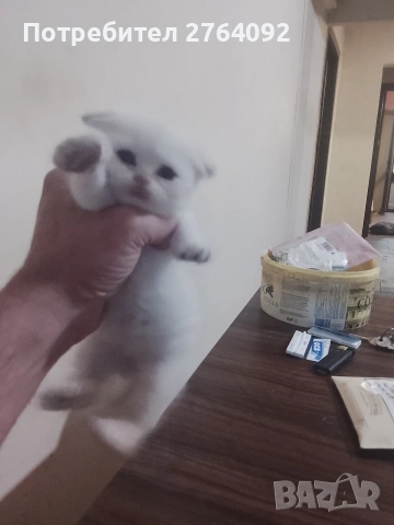 продавам шотландски клепоухи котета мъжки, снимка 7 - Чинчили - 55268890