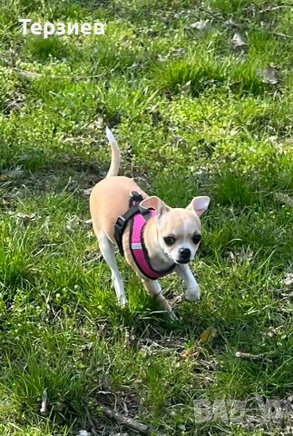 ПРОДАВАМ ЧИХУАХУА , снимка 2 - Чихуахуа - 53713892