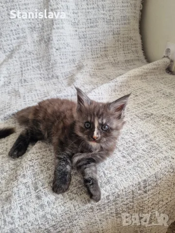 котенца Мейн Куун, снимка 2 - Мейн кун - 55670869