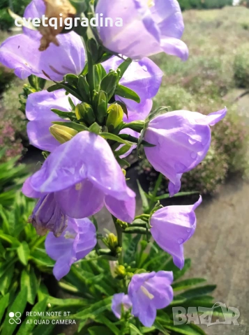 Campanula persicifolia (Кампанула), снимка 2 - Градински цветя и растения - 54651365