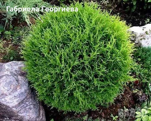 Кълбовидна туя "Тини-Тим ", снимка 2 - Градински цветя и растения - 55225695