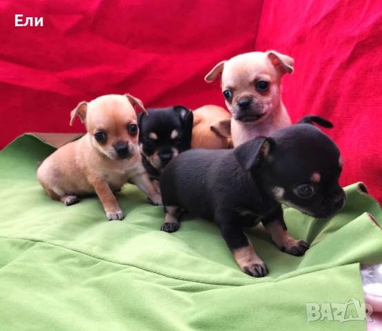 Чихуахуа мъжки и женски. , снимка 6 - Чихуахуа - 55155015