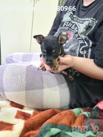 Продавам пинчери , снимка 2 - Пинчер - 54012390