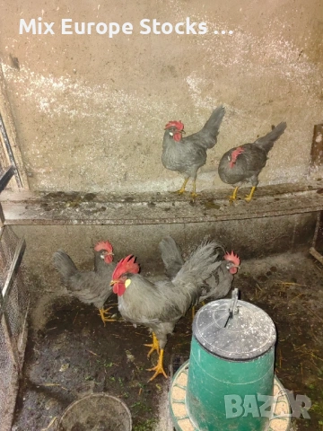 Оплодени 🥚🥚от легхорн лавандула, снимка 3 - Кокошки и пуйки - 54082787