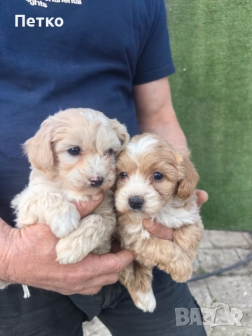 Малтипу , снимка 3 - Пудели - 54022310