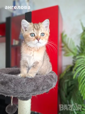 Британски и Шотландски котенца, снимка 2 - Британска късокосместа - 55503983