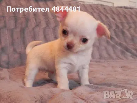 Мини чихуахуа.., снимка 5 - Чихуахуа - 54743341