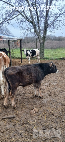 Продавам 2 бр. Телета, снимка 4 - Крави - 53295775