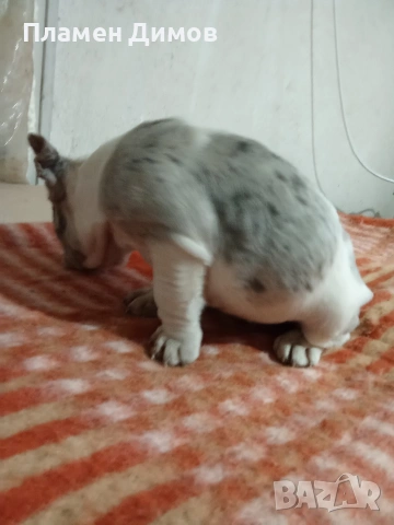 френски булдог 4 момчета и 2 момичета , снимка 3 - Френски булдог - 54026317