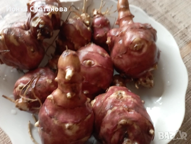 Гулия "земна ябълка", снимка 2 - Домашни продукти - 54289713