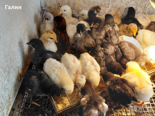 пиленца дворни, снимка 3 - Кокошки и пуйки - 54221815