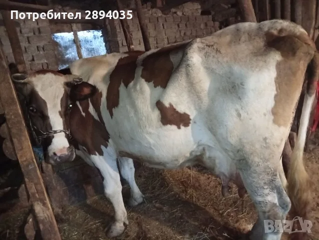 свободни 3 крави , снимка 6 - Крави - 55388070