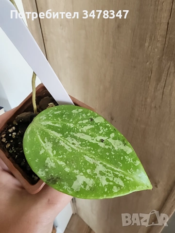 Хоя Macrophylla splach