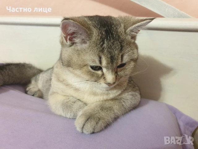 Шотландска златна чинчила 