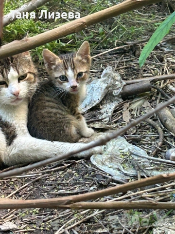 Малки котенца за осиновяване, снимка 2 - Други - 54745380