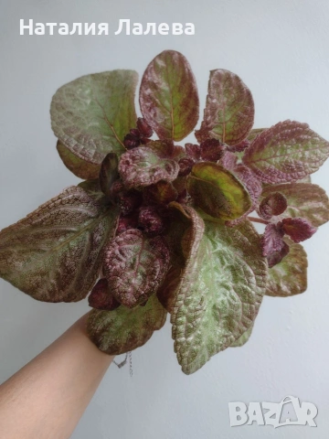 Еписция, episcia Jim's rose garden, снимка 4 - Стайни растения - 55231236