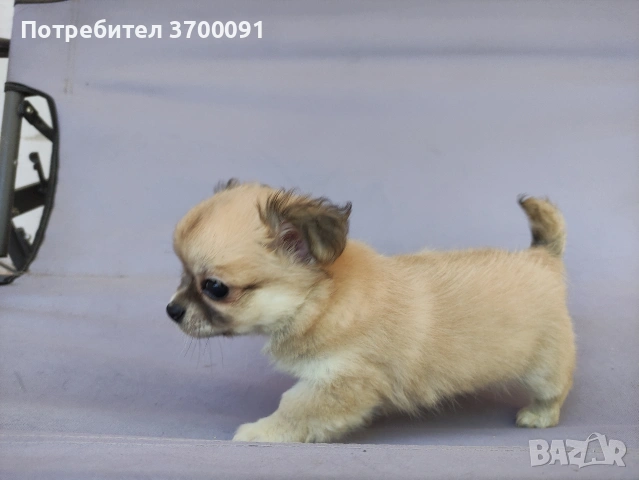 чихуахуа , снимка 5 - Чихуахуа - 54680768