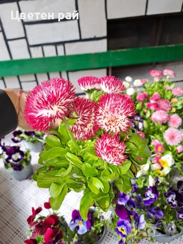 Парички 2€брой саксия , снимка 4 - Градински цветя и растения - 54222972