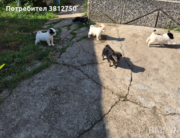 Подарявам кученца