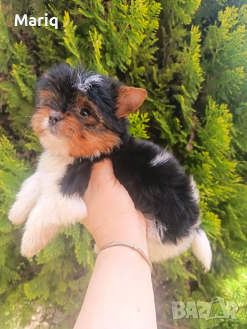 Бивер Йоркширски териер, снимка 3 - Други - 54296398