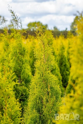 Туя Златен Смарагд, Thuja Occidentalis Golden Smaragd, студоустойчива!!, снимка 2 - Градински цветя и растения - 54767833