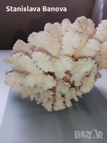 Бял корал, снимка 15 - Други - 54079779