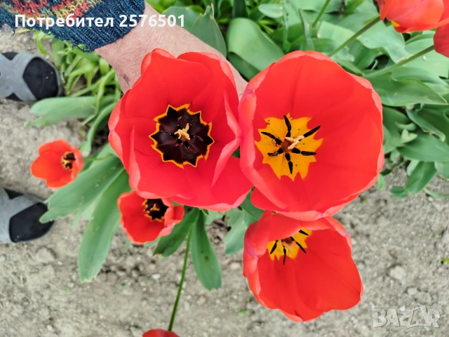 Продавам луковици от червени лалета , снимка 4 - Сортови семена и луковици - 54214191