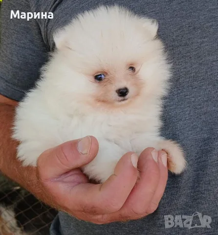 Кученца померан
