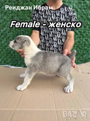 АЛАБАЙ - 40 days с първка ваксина, снимка 7 - Алабай - 55630771