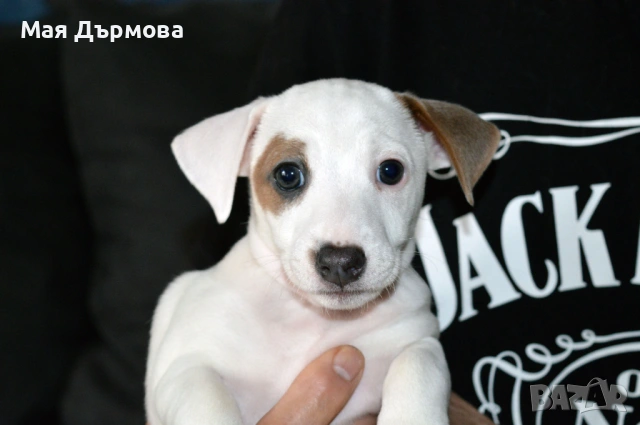 джак -ръсел териер с родословие, снимка 10 - Джак ръсел териер - 54152371