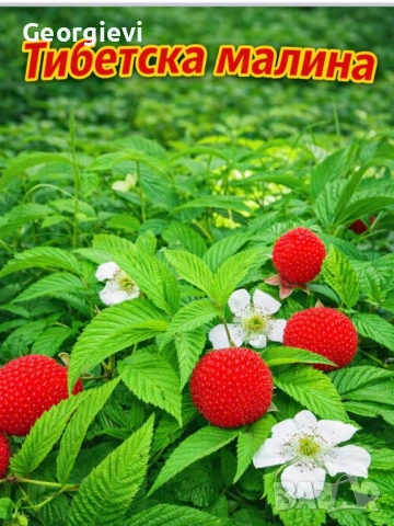 Ягодова малина, снимка 2 - Разсади - 54574696