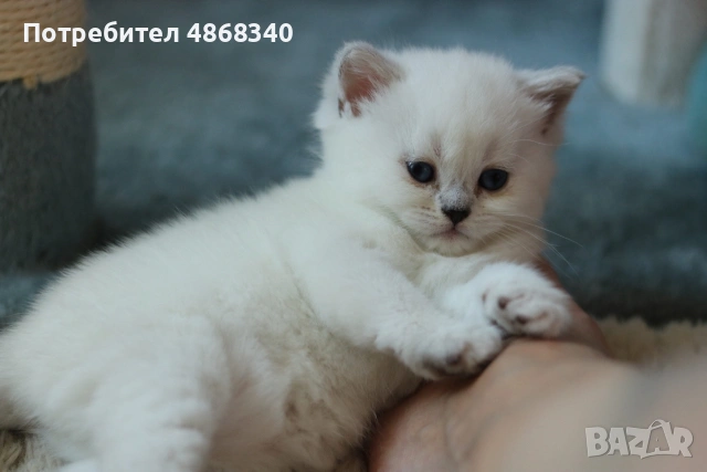 Британски късокосмести котенца – Silver Shaded, Golden Shaded и Colourpoint, снимка 2 - Британска късокосместа - 55063942