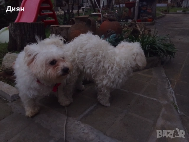 Малки, малтийски болонки, снимка 2 - Болонка - 53992919