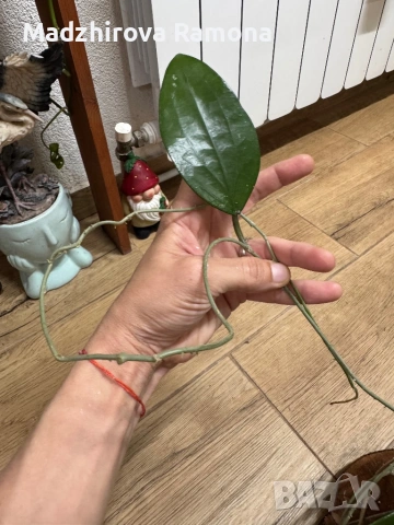 Hoya Хоя Cinnamomifolia var.purpureofurca 